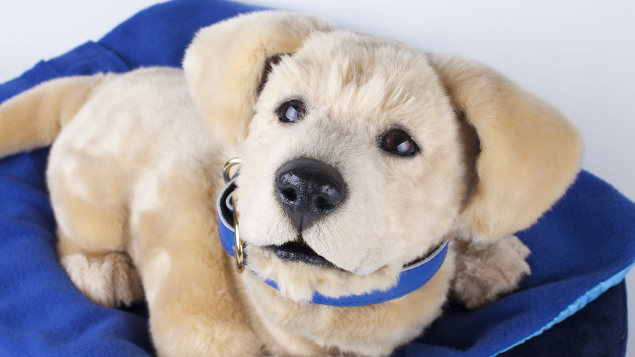 This isn't a real Labrador, but a robot