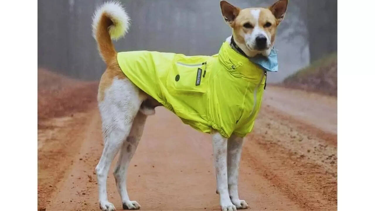 Aloka the peace dog