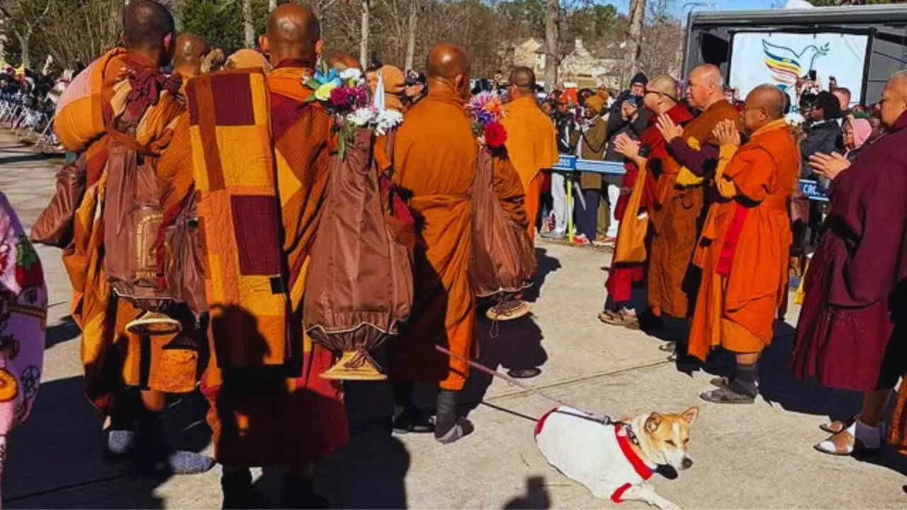 Aloka the peace dog with monks