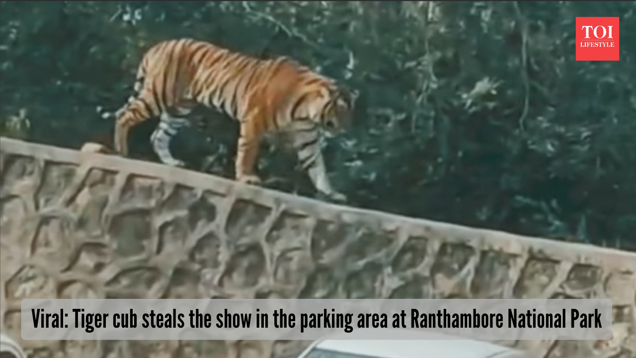 Viral: Tiger cub steals the show in the parking area at Ranthambore National Park
