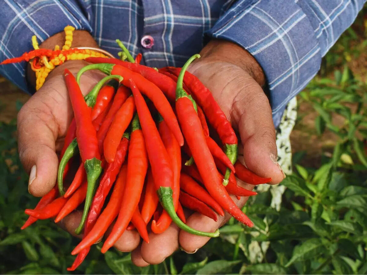 சிவப்பு மிளகாய்