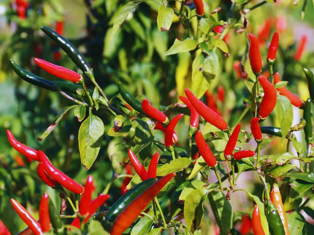 சிவப்பு மிளகாய்