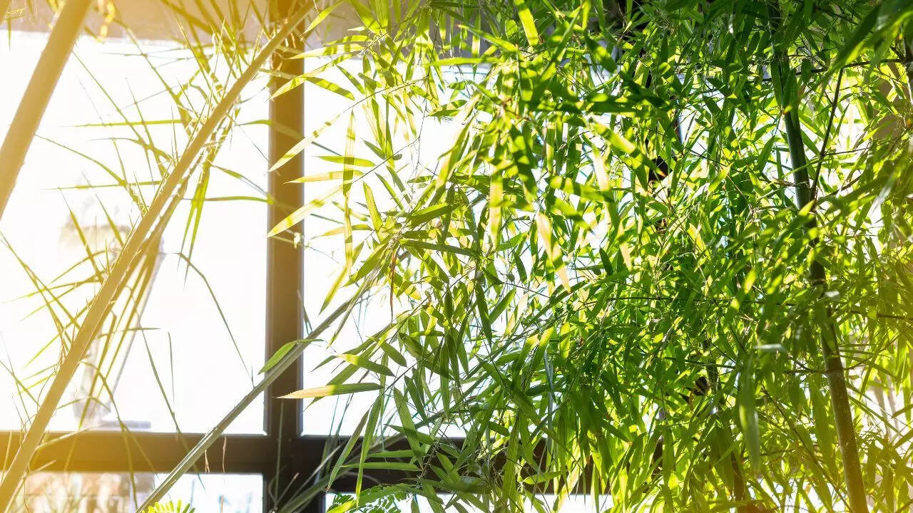 2025 biophilic design trend into your home