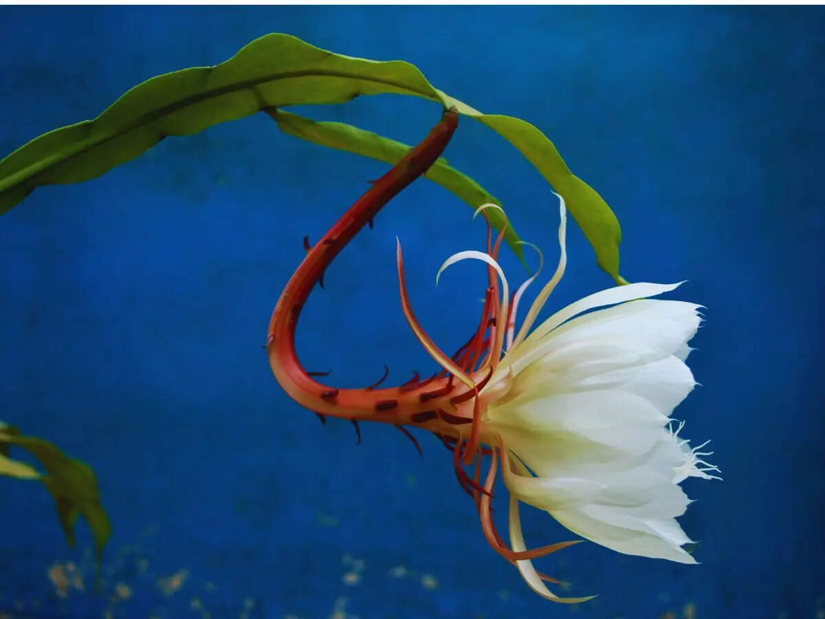 Brahma Kamal