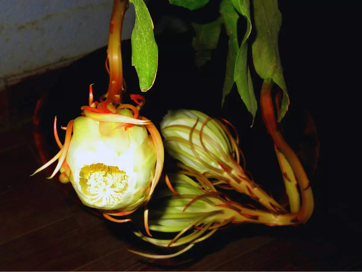 Brahma Kamal