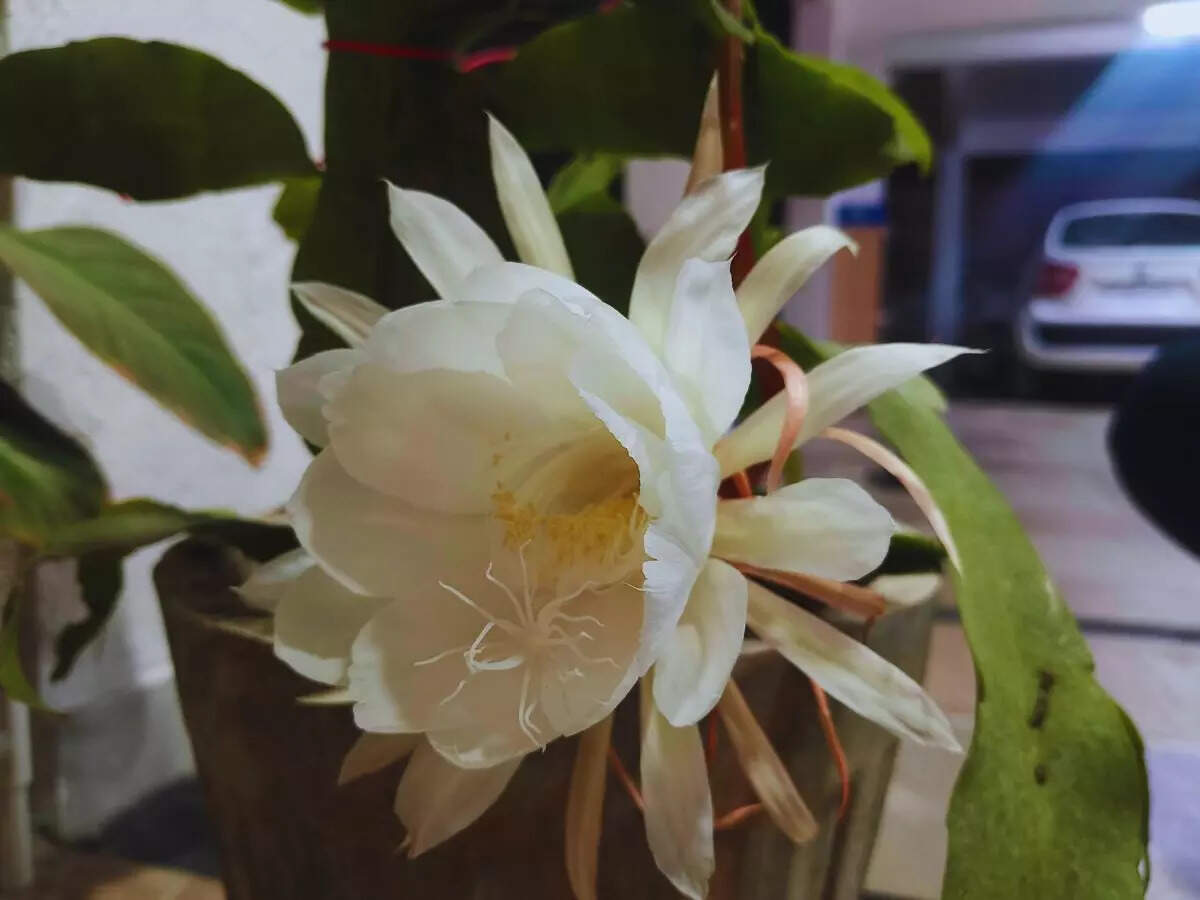 Brahma Kamal