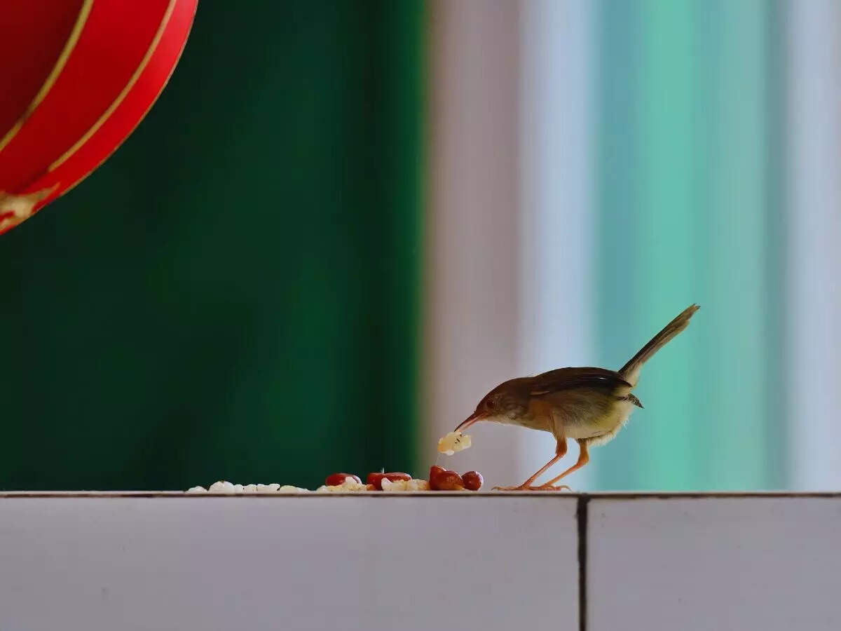 சிட்டுக்குருவிகள்