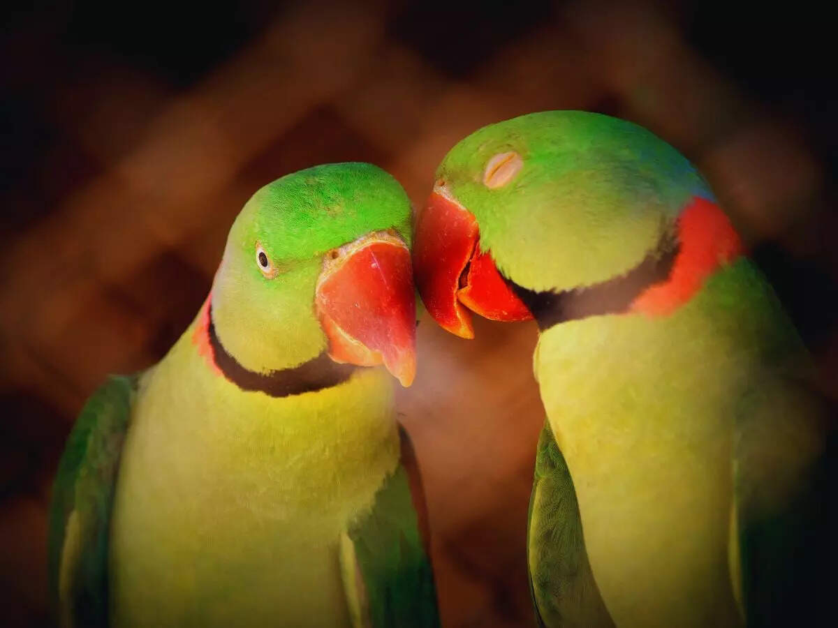 கிளிகள்