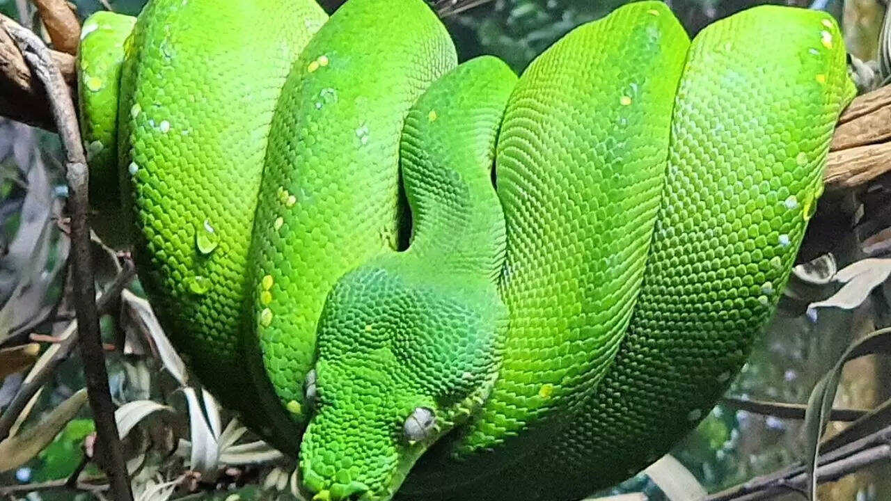 Green Tree Python