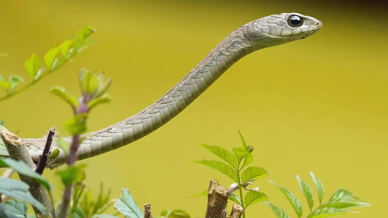 Boomslang