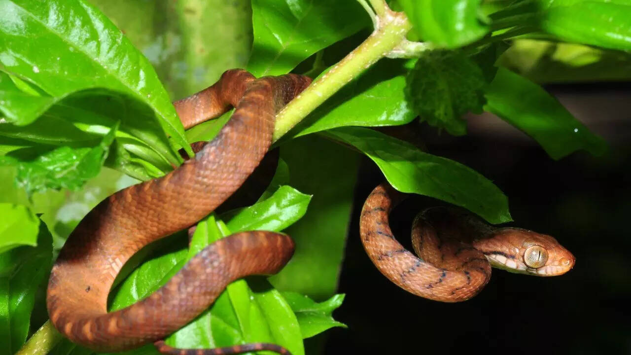 ​​Brown Tree Snake