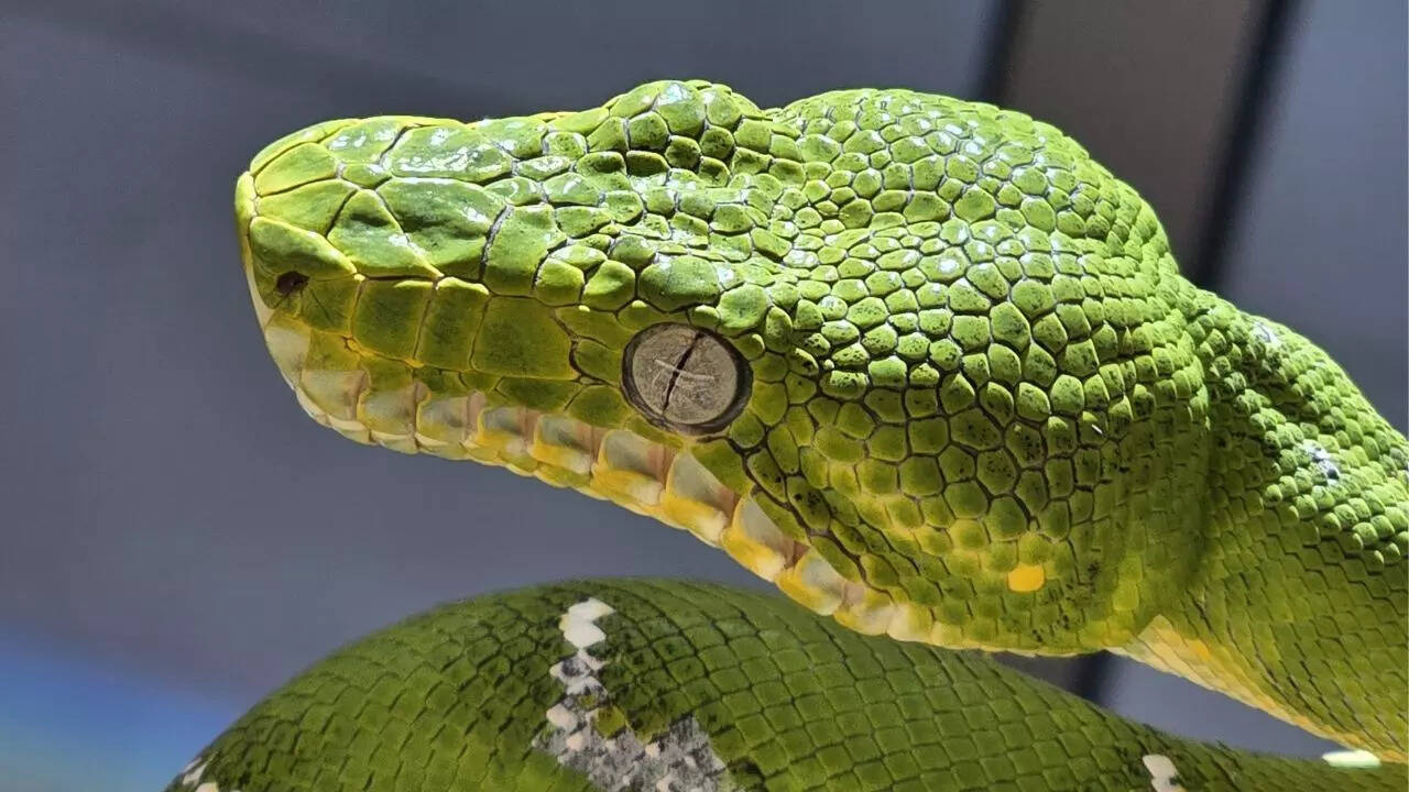 ​Emerald Tree Boa