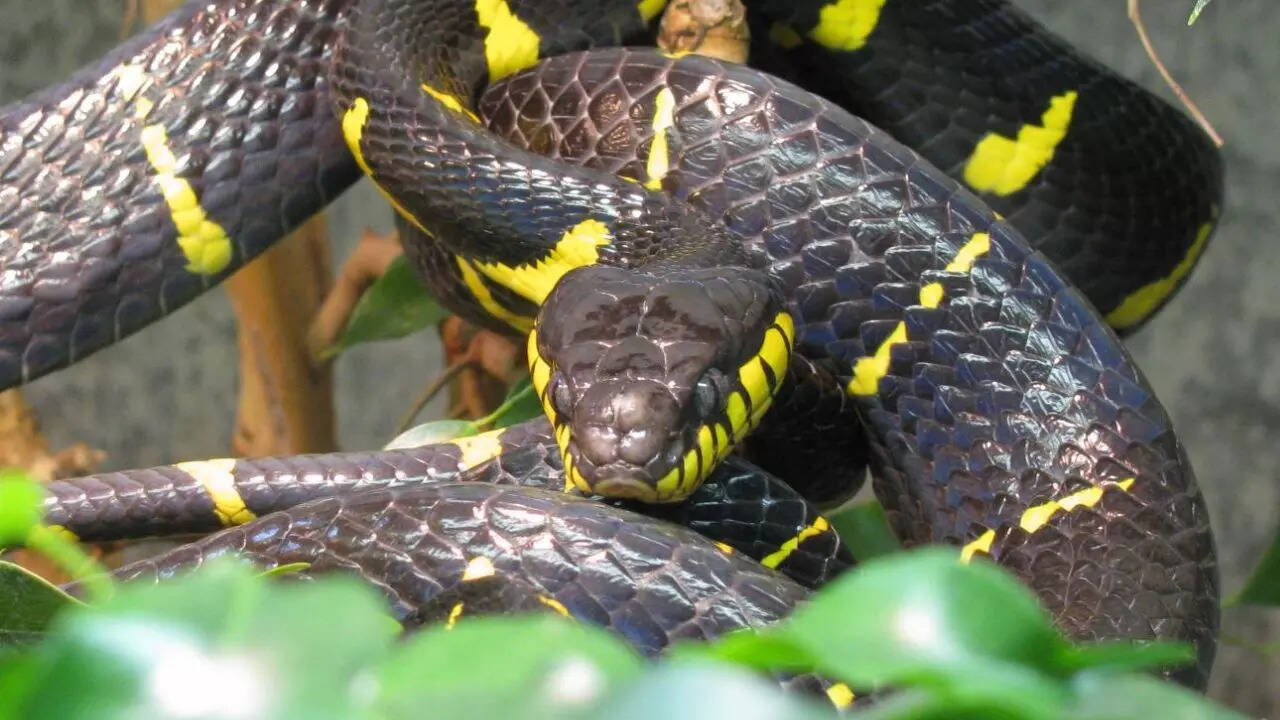 ​​​​Mangrove Snake