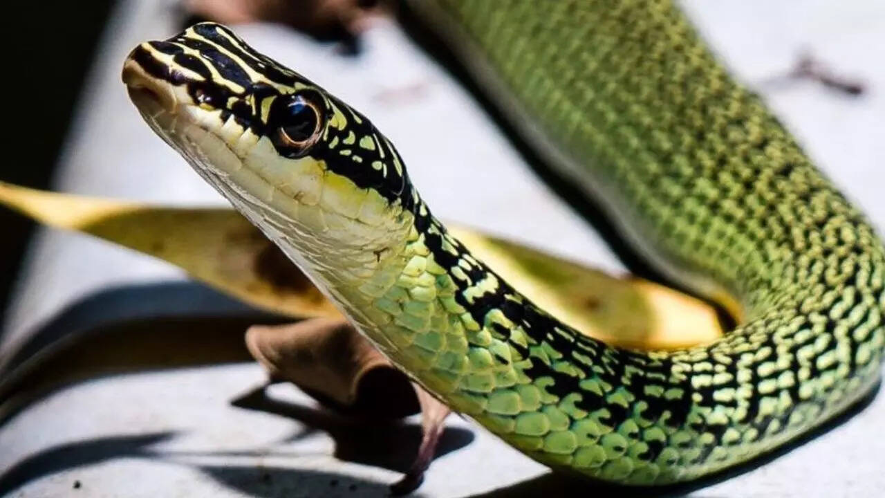 ​​Golden Tree Snake