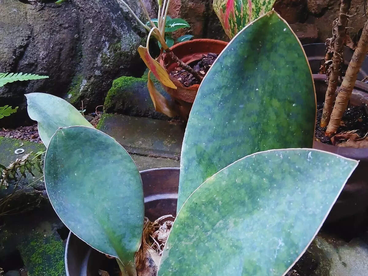 Snake plant whale's fin