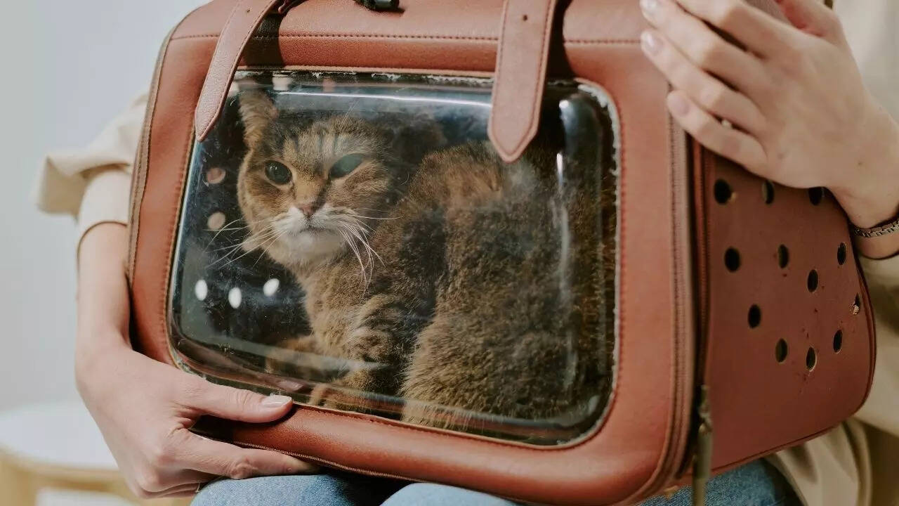 Choose an airline-approved pet carrier