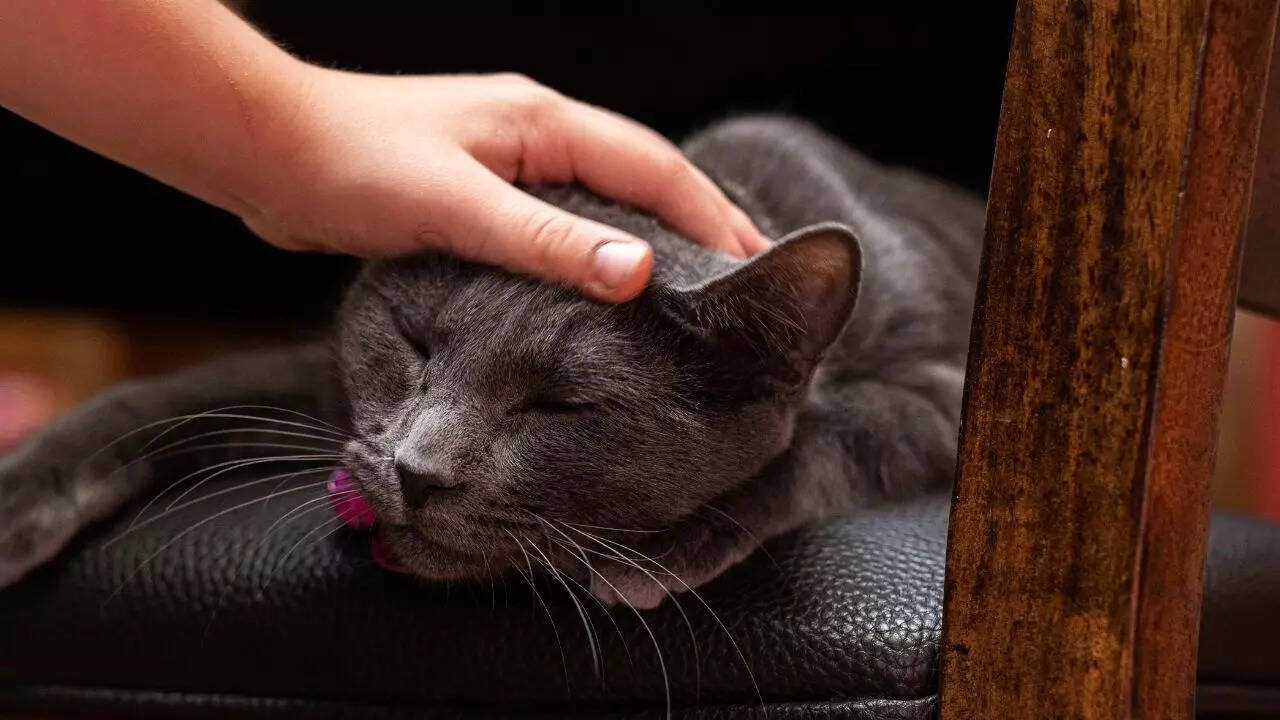 Keep your pet calm during security checks