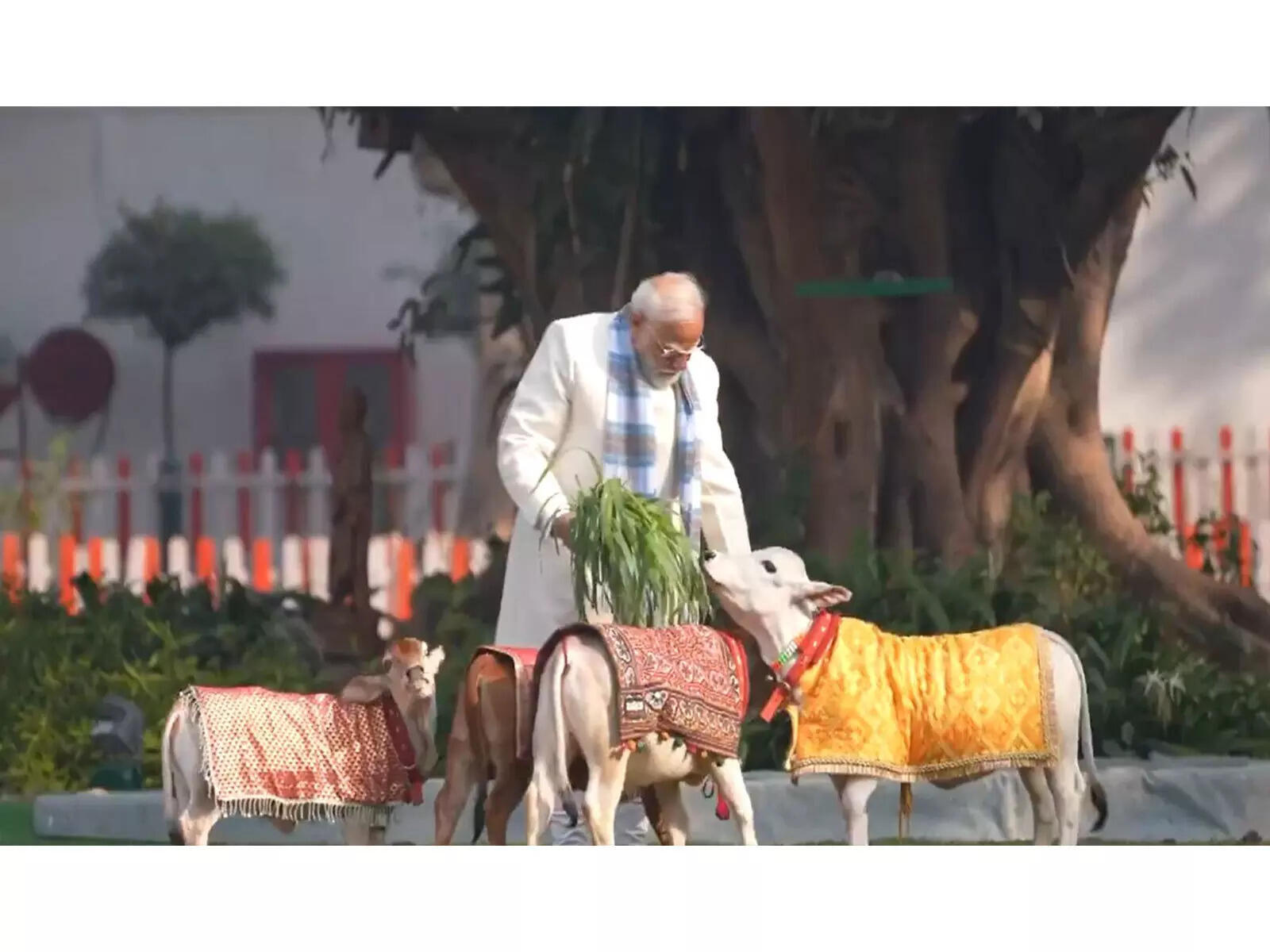 PM Modi feeds cows at his residence on Makar Sankranti
