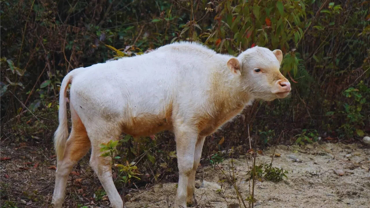 Arunachal Pradesh – Mithun