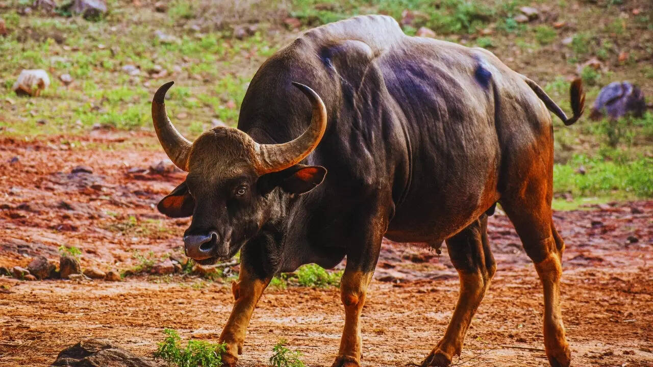 Goa – Gaur (Indian bison)