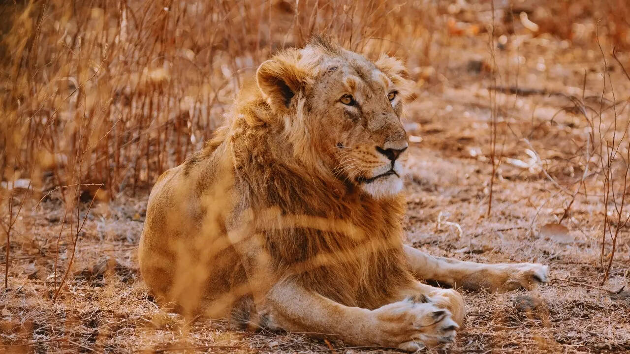 Gujarat – Asiatic lion