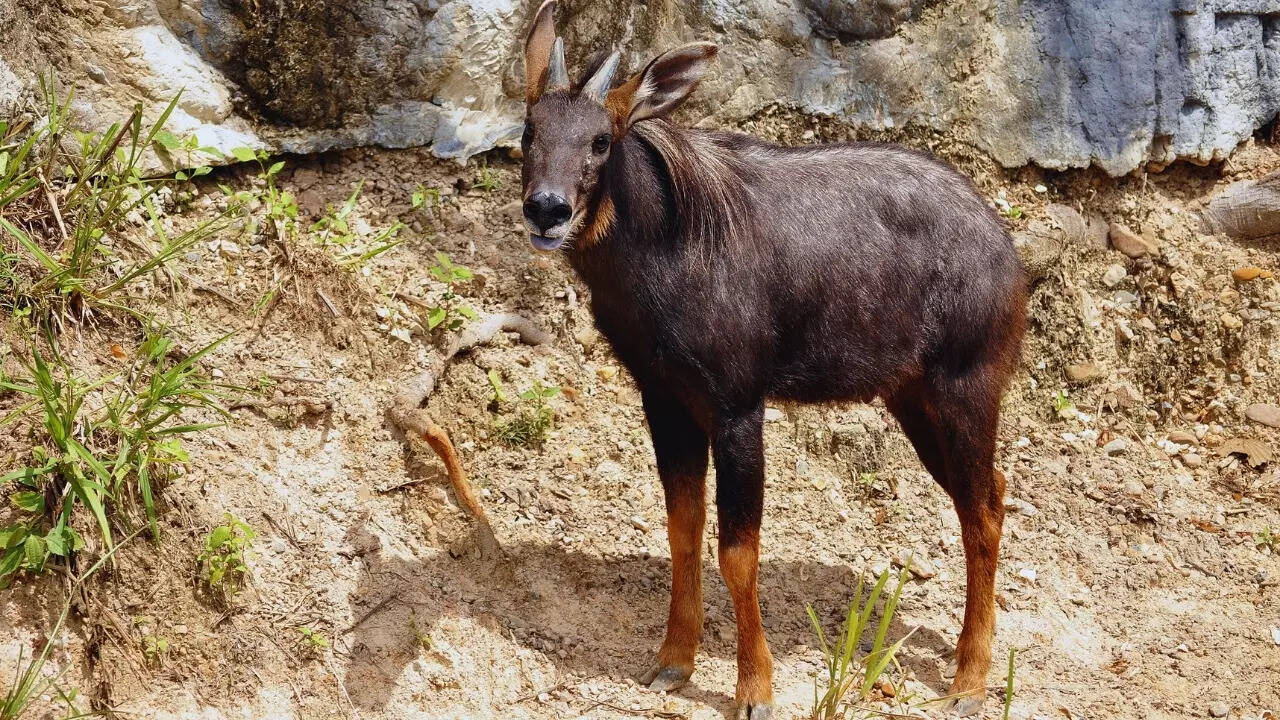 Mizoram – Himalayan serow