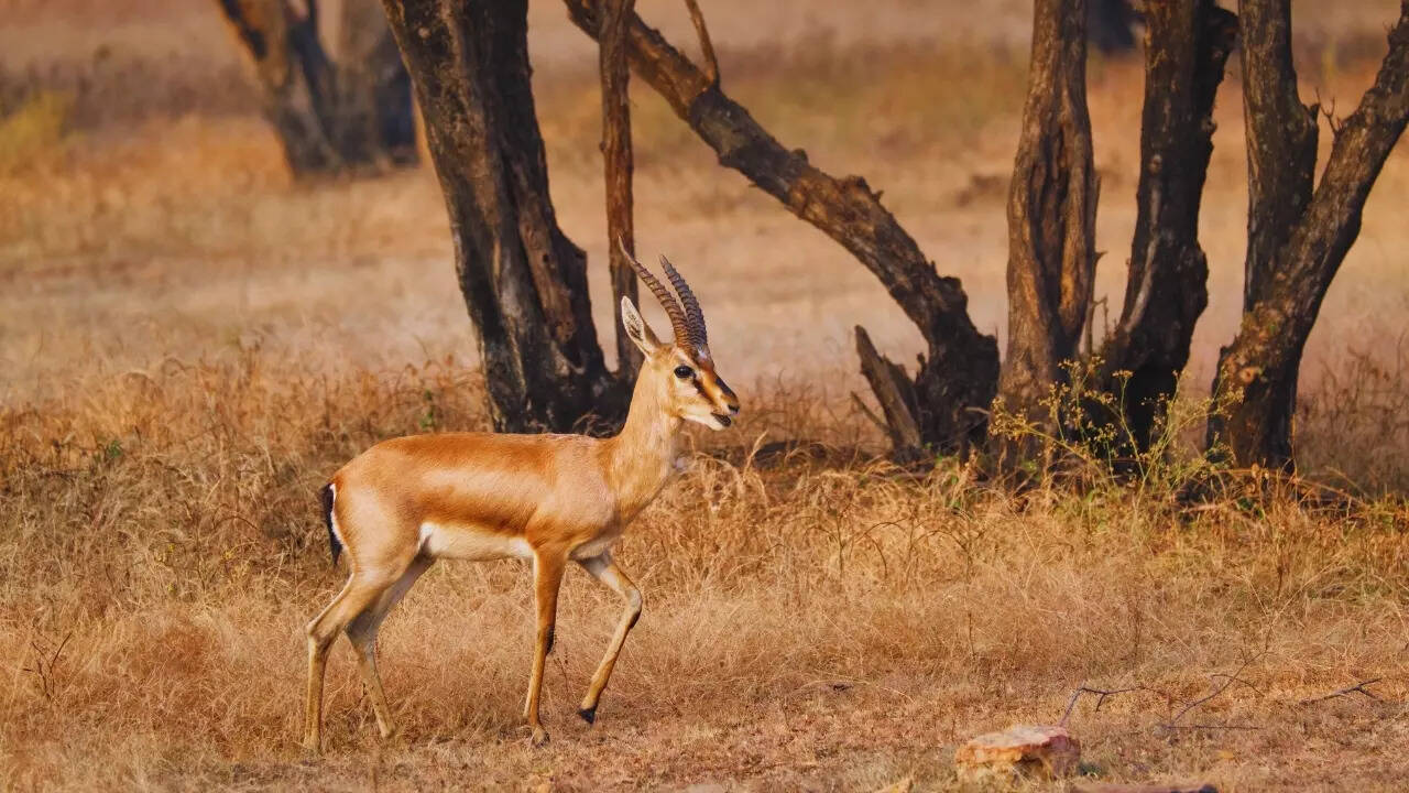 Rajasthan – Camel and chinkara (Indian gazelle)