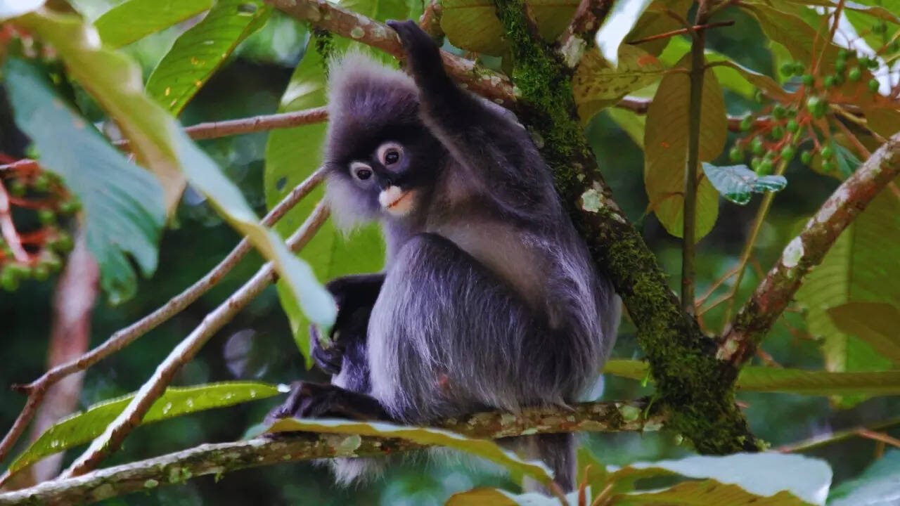 Tripura – Phayre’s langur