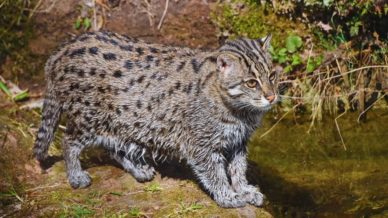 West Bengal - Fishing cat