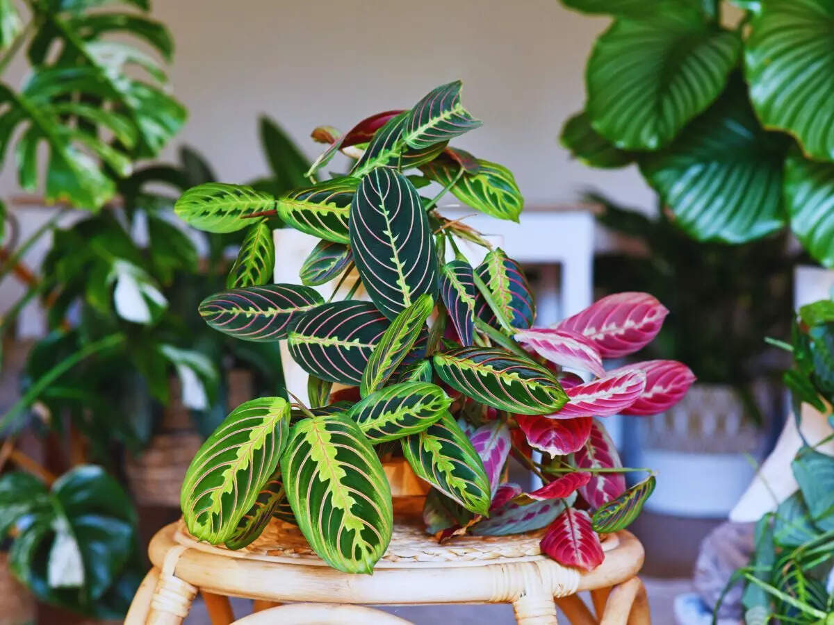 calathea ஆலை