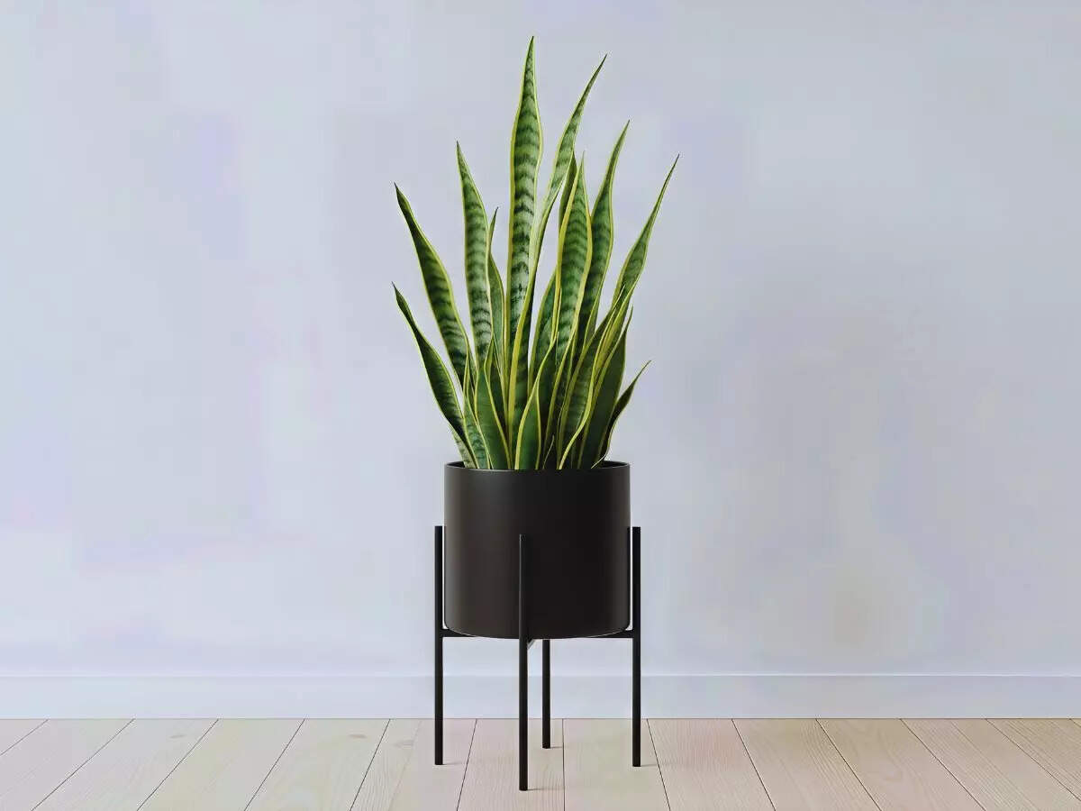 மூன்ஷைன் பாம்பு செடி