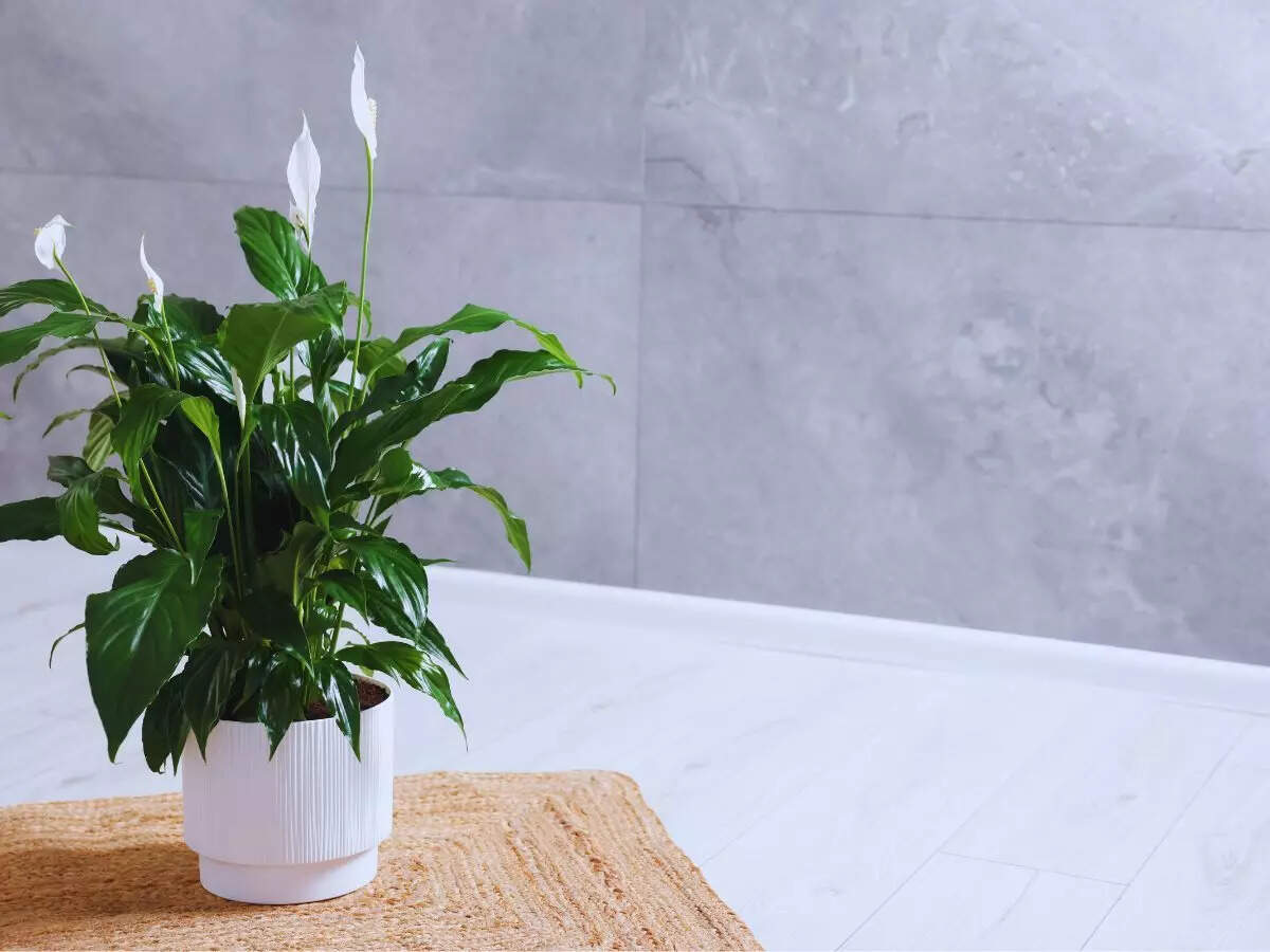 அமைதி லில்லி