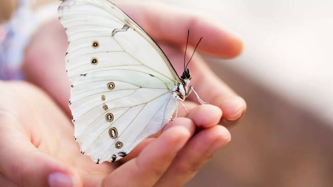 What to do if a butterfly enters your house?