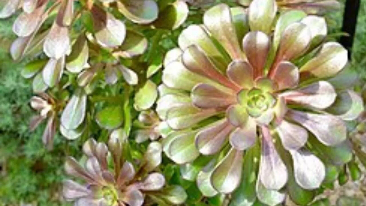 Crassulaceae குடும்பம் (பட ஆதாரம்: விக்கிபீடியா)