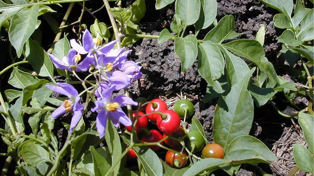 நைட்ஷேட் குடும்பம் (பட ஆதாரம்: விக்கிபீடியா)