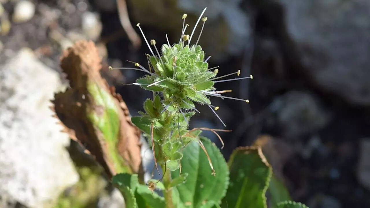 குட்ரோ குடும்பம் (பட ஆதாரம்: விக்கிபீடியா)