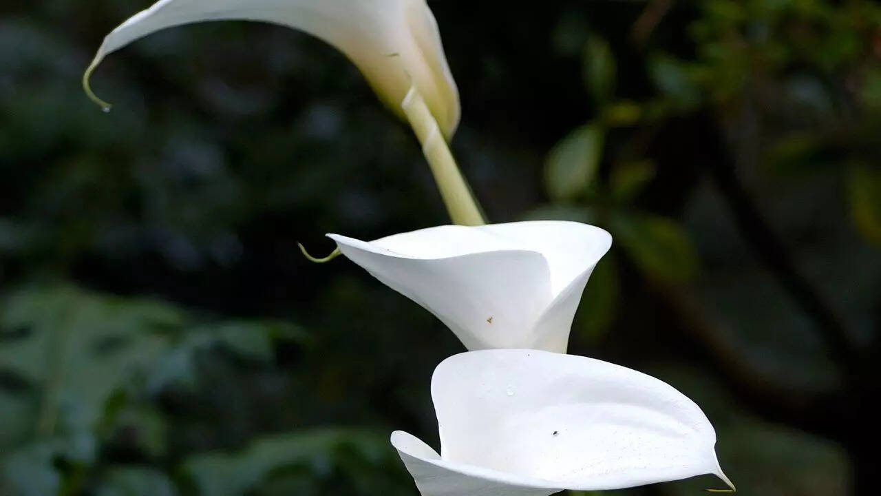 அராய்டு குடும்பம் (பட ஆதாரம்: விக்கிபீடியா)