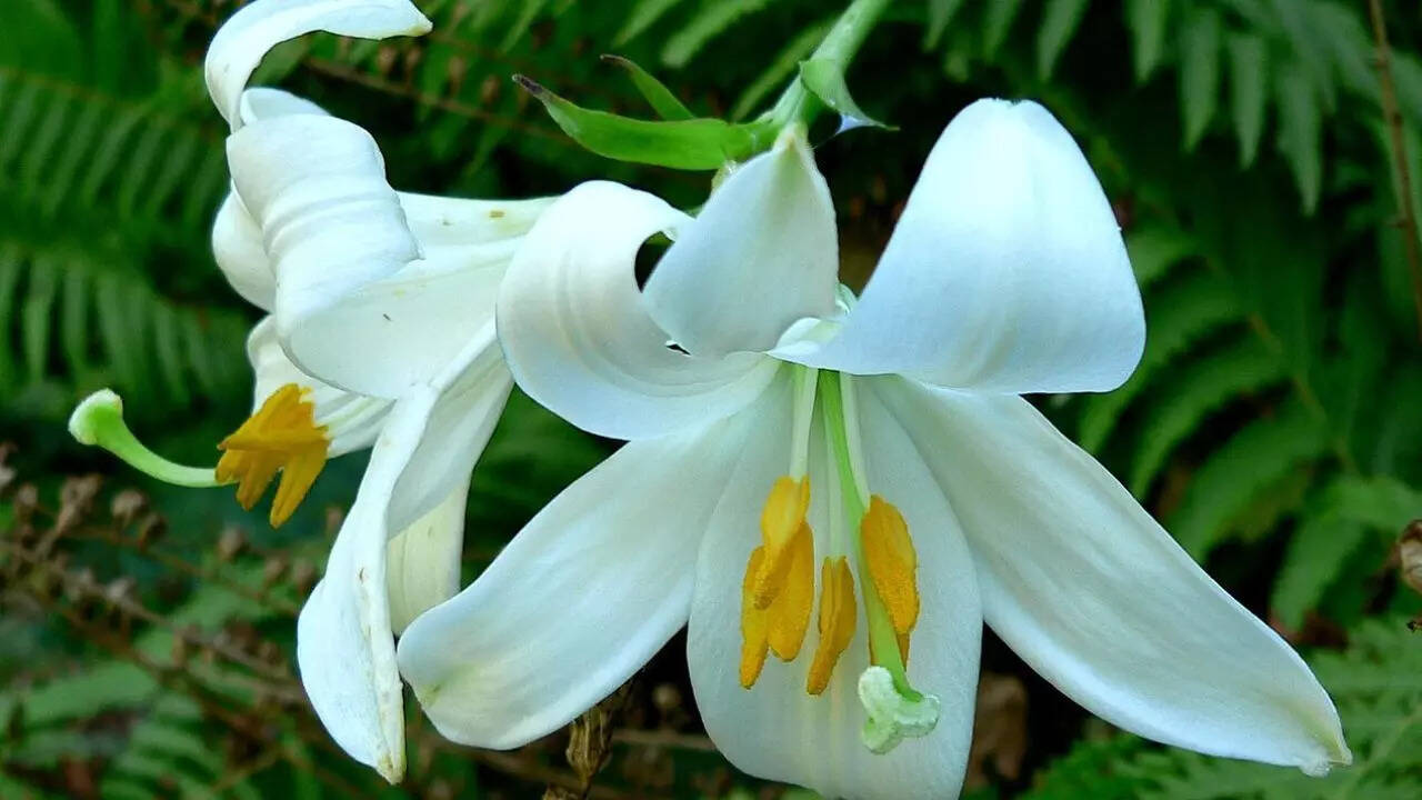 லில்லி (பட ஆதாரம்: விக்கிபீடியா)