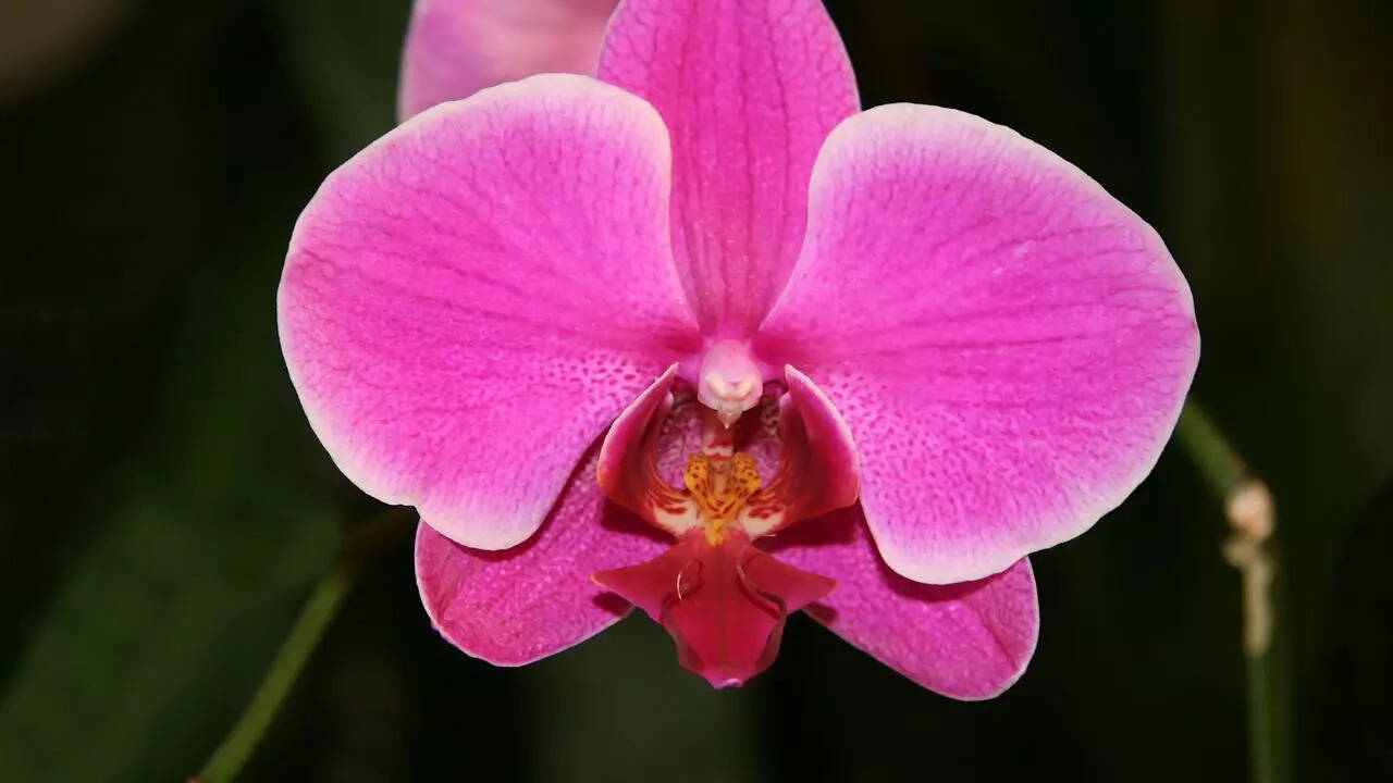 ஆர்க்கிட் (பட ஆதாரம்: விக்கிபீடியா)