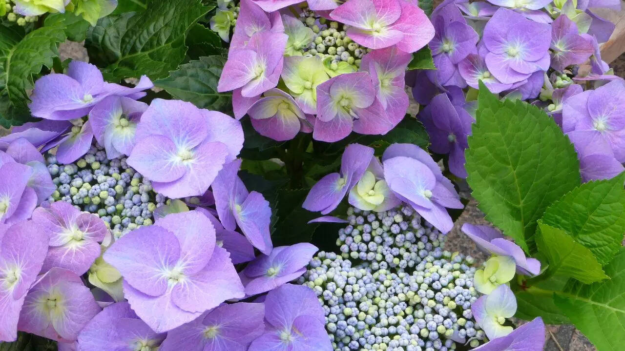 ஹைட்ரேஞ்சா (பட ஆதாரம்: விக்கிபீடியா)