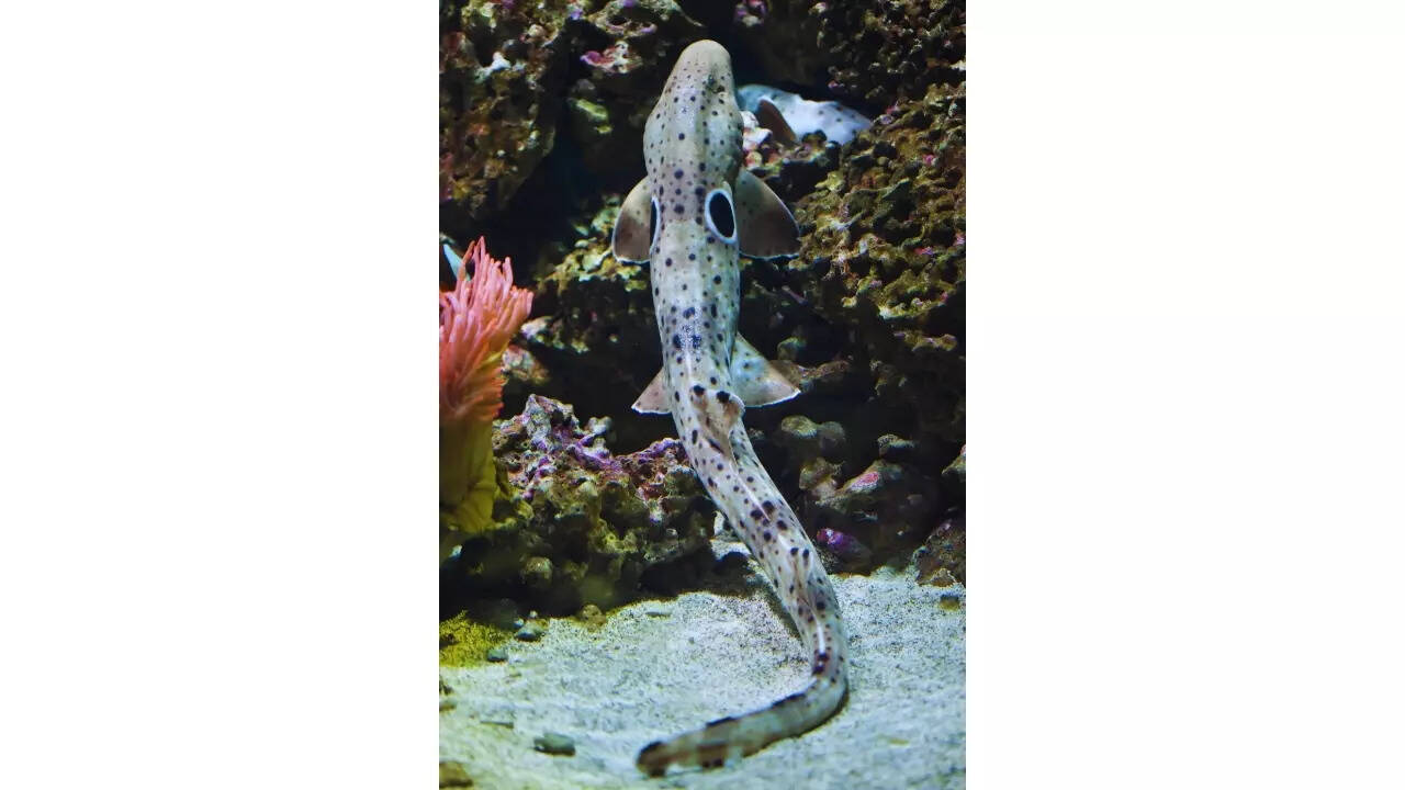 'Walking' epaulette shark