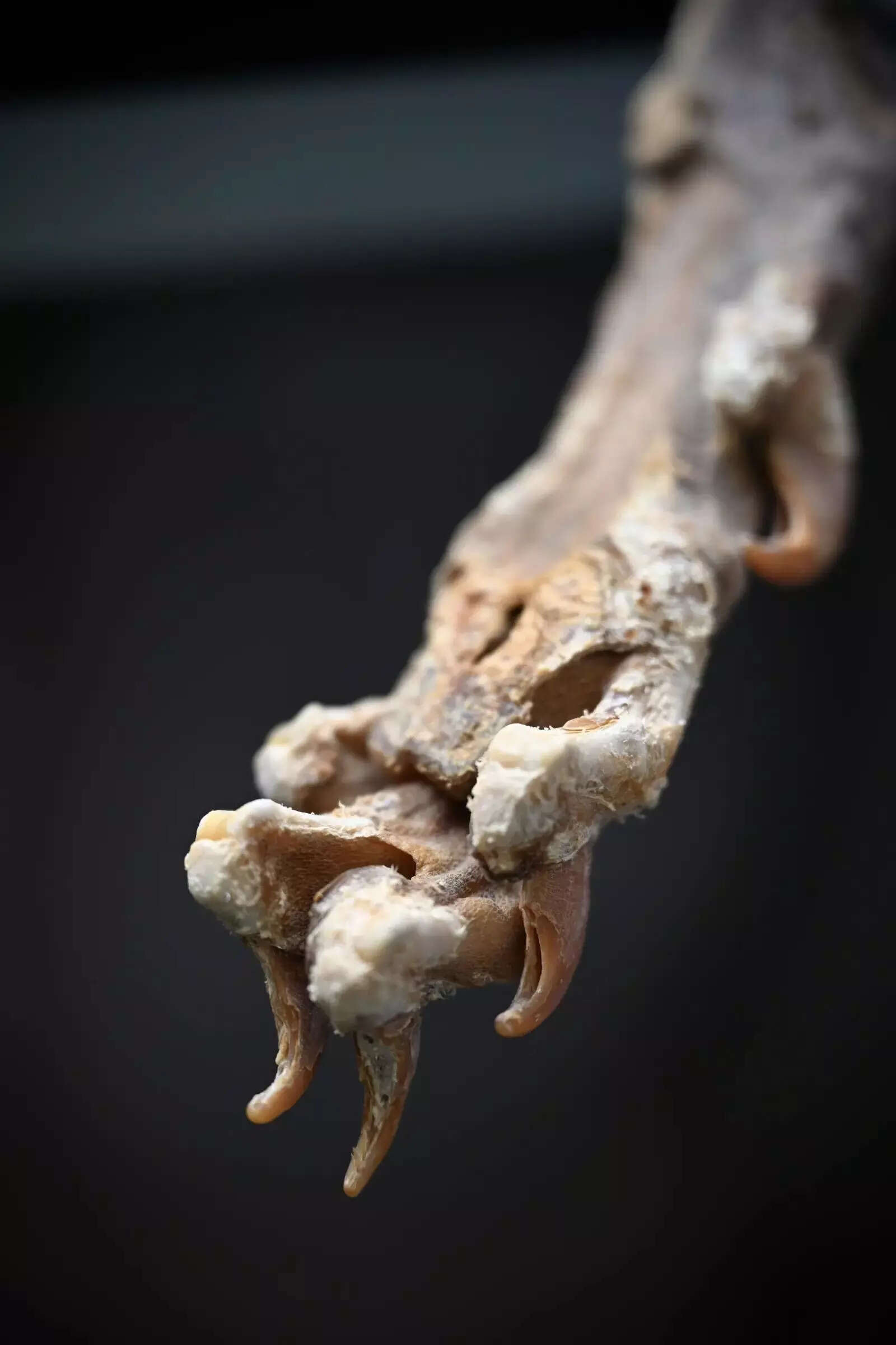 Mummified cheetahs found in Saudi caves shed light on lost populations (1).