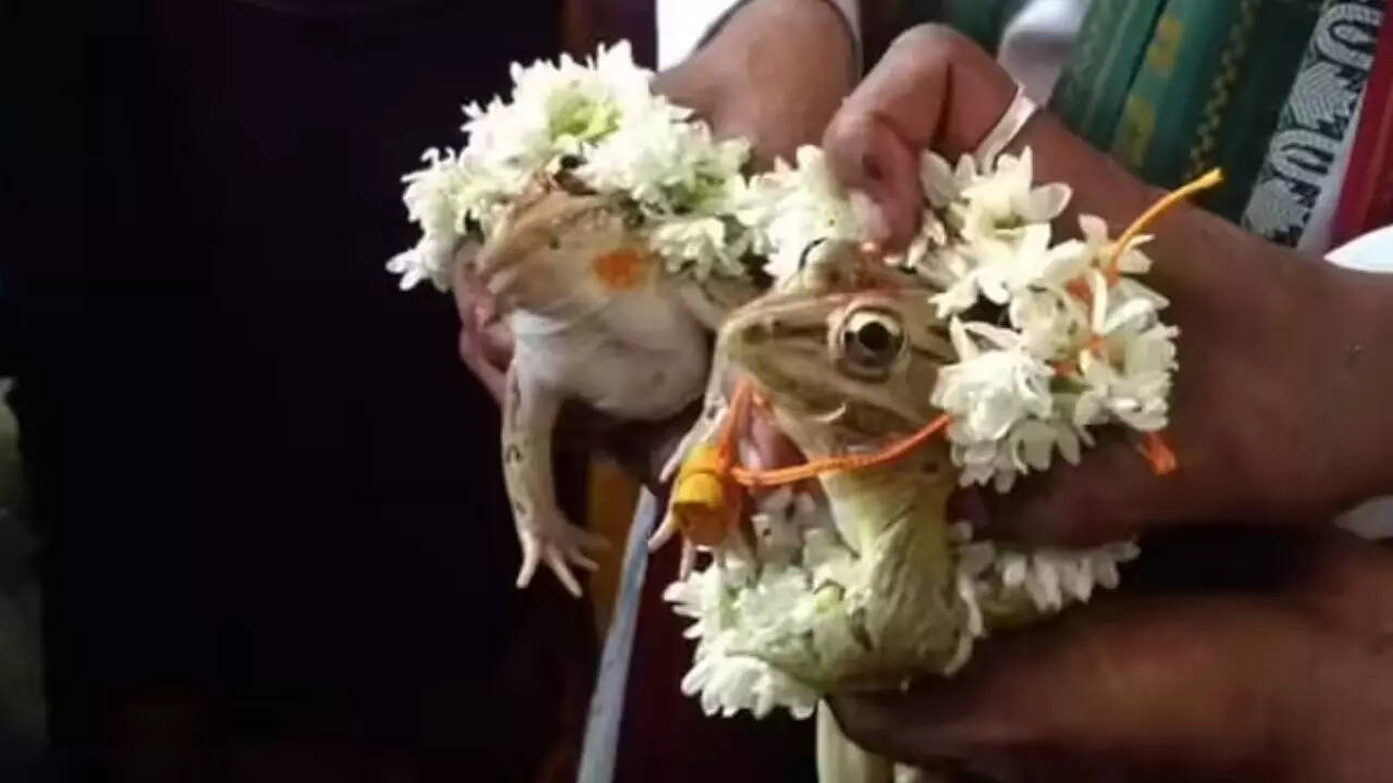 Why Frog Weddings
