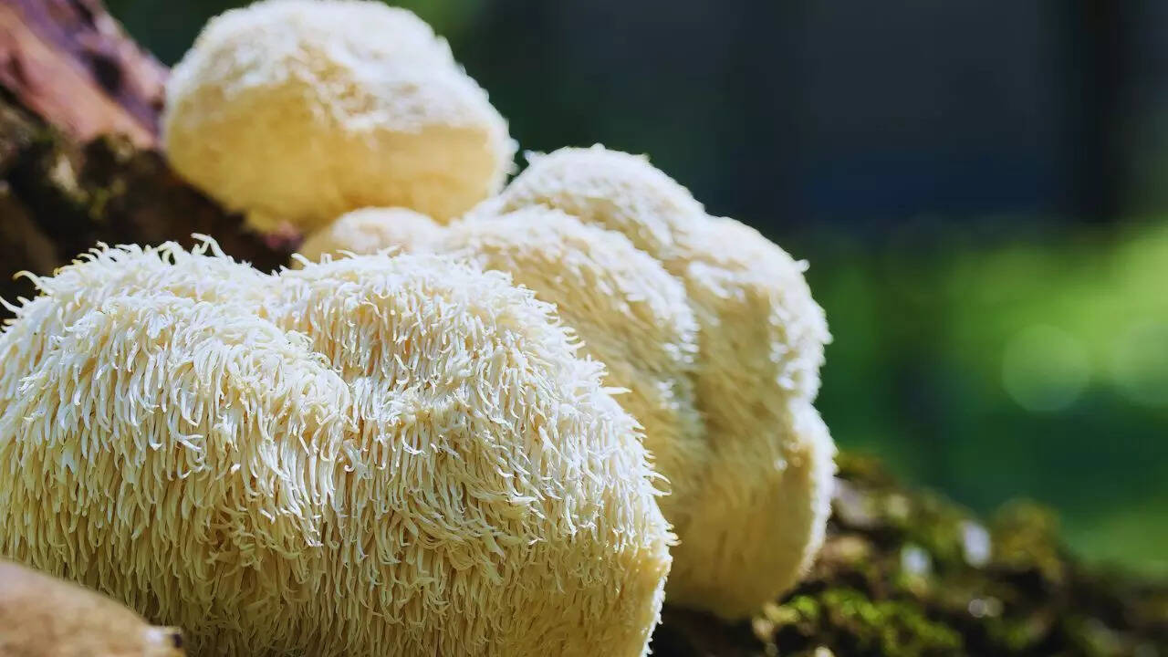 Lion's Mane Mushroom