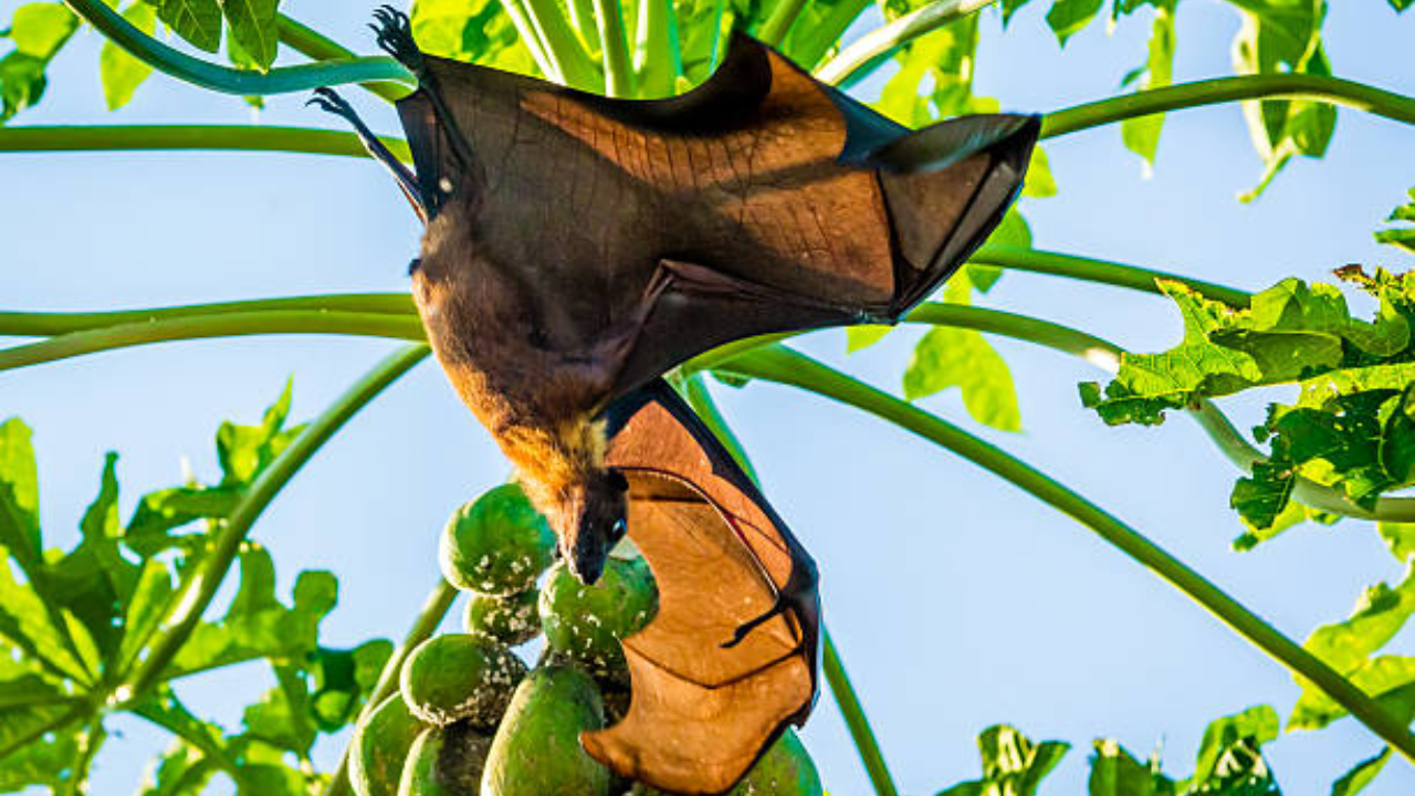Nipah virus infection: Avoid eating date palm sap, fallen/ bitten fruits, warns doctor