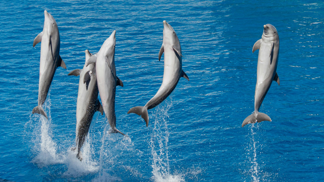 Dolphins- Representative Image
