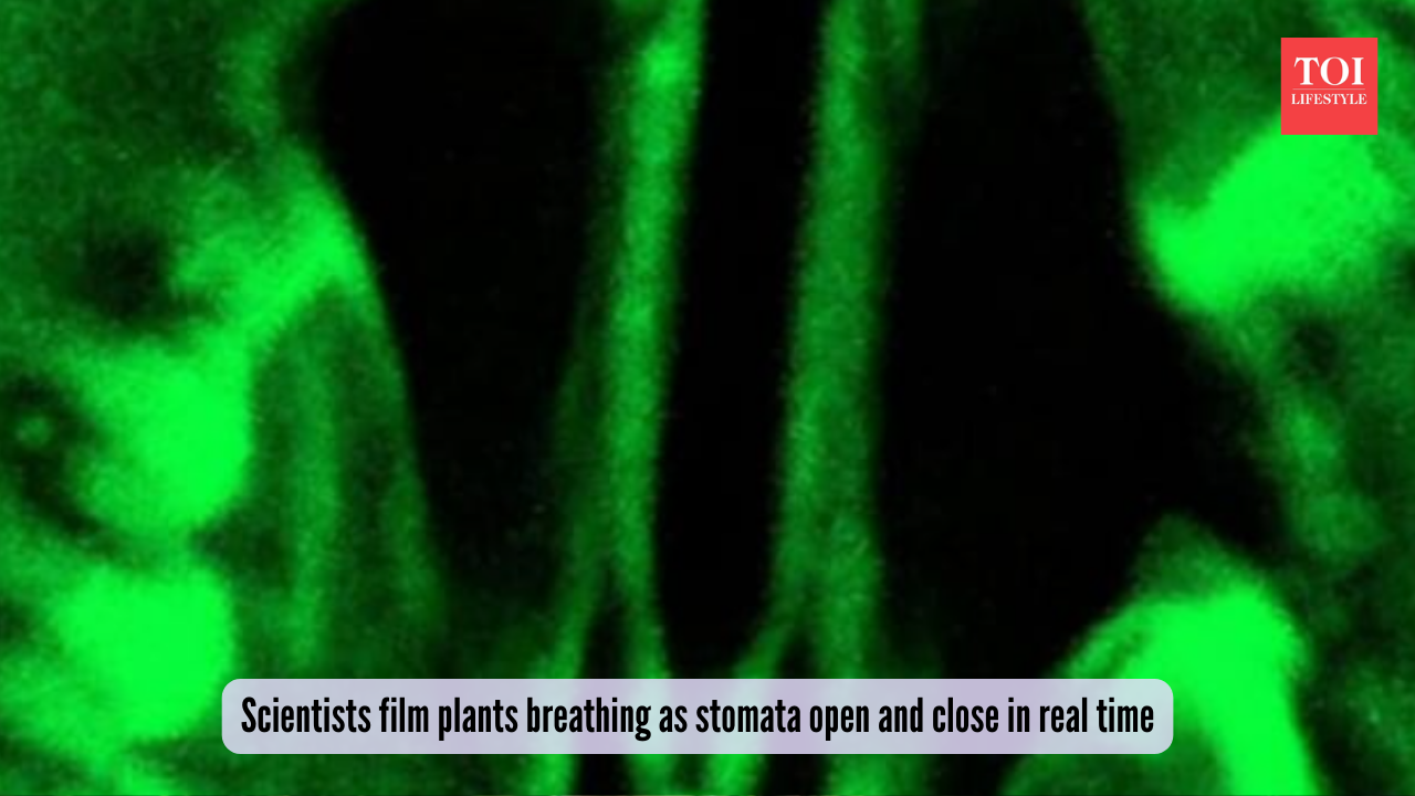 Scientists film plants breathing as stomata open and close in real time Photo via University of Illionis