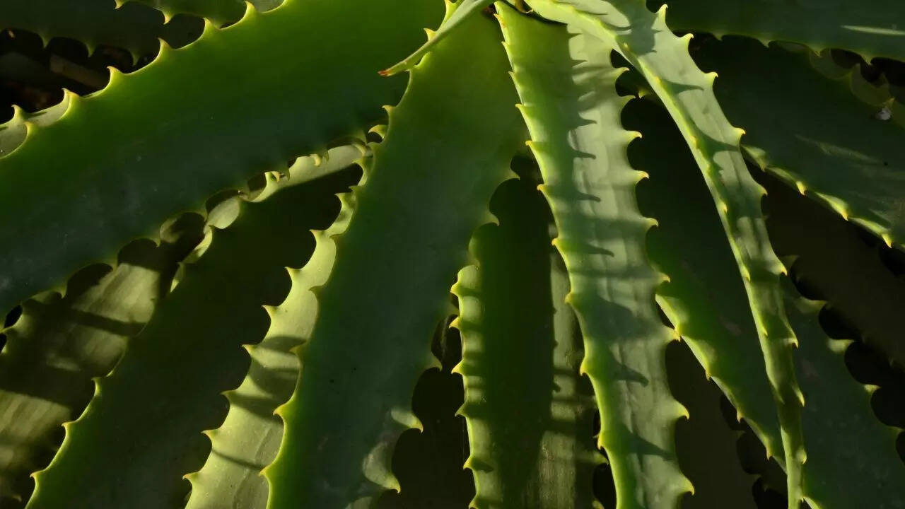 Aloe Vera