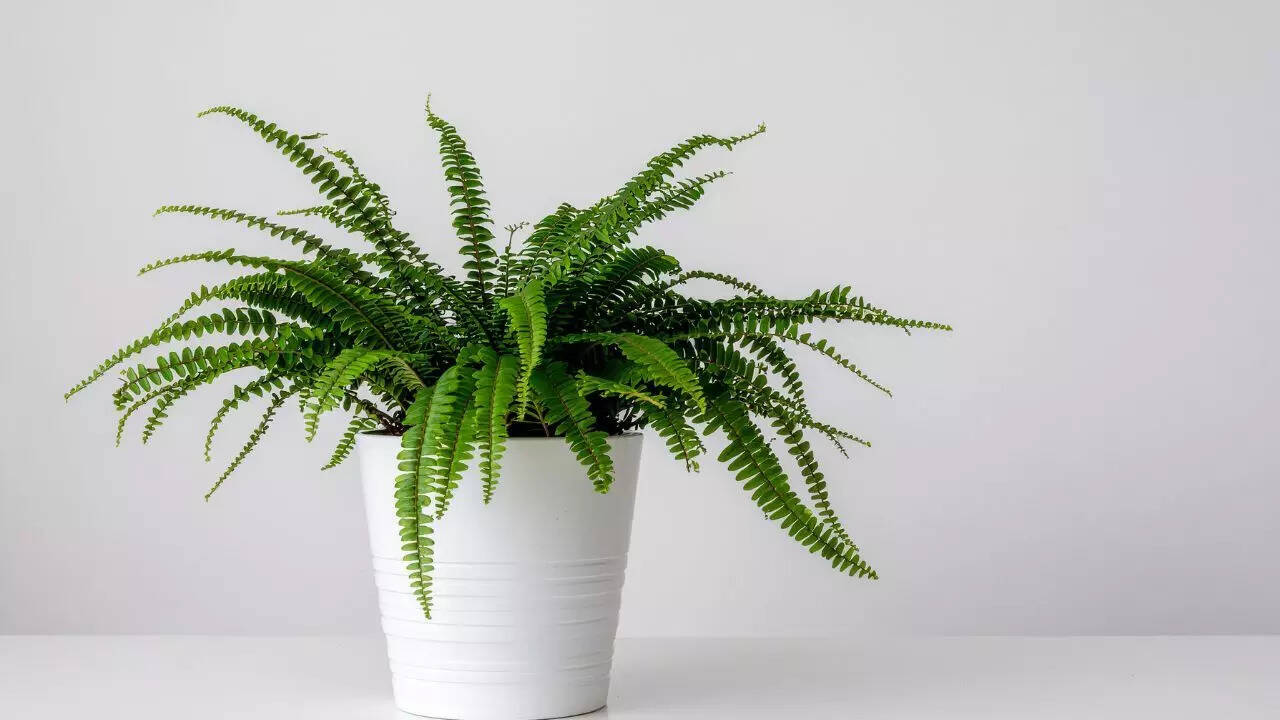 Boston Fern