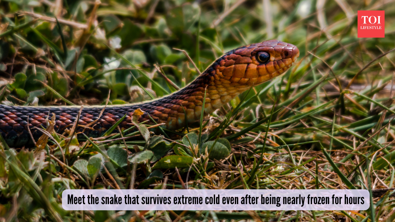 Meet the snake that survives extreme cold even after being nearly frozen for hours
